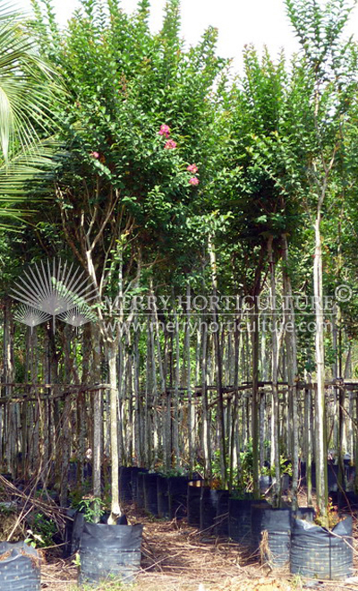 Lagerstroemia indica red
